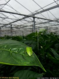 Bild einer Adulten Grünen Reiswanze