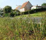 Ambrosie am Straßenrand © Landeskammer für Land- und Forstwirtschaft Steiermark