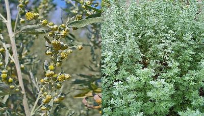  Wermut; Blüten bzw. ganze Pflanze, nicht blühend © FA10B