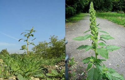 zurückgekrümmter Amaranth © FA10B