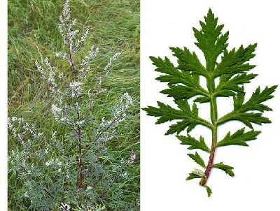 Gemeiner Beifuß; ganze Pflanze, Blatt © FA10B