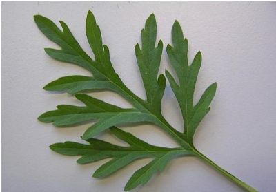 Ambrosie Blatt © Agroscope