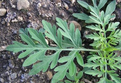 Sattgrüne Farbe der Blätter, weißliche Nervatur © Agroscope
