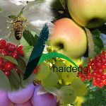 Haidegg Haidegg