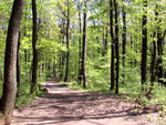 Waldbild © LFD Waldbild © LFD