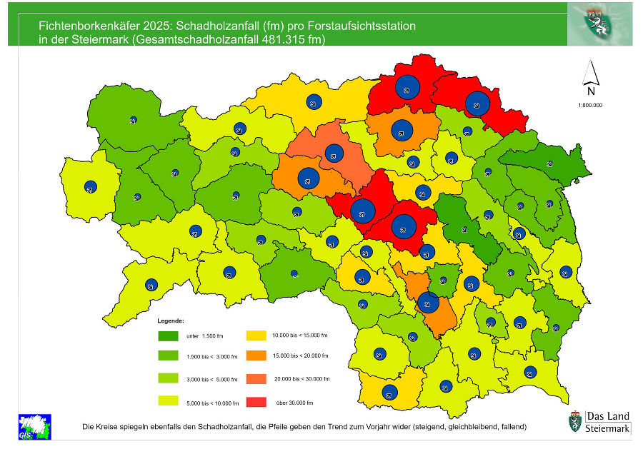 Borkenkäferschadholz 2025