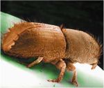 Schäden durch Insekten und Pilzerkrankungen  