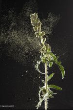 Ambrosia Pollen Schweiz © Agroscope ACW Ambrosia Pollen Schweiz © Agroscope ACW