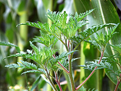 Der Stiel der Ambrosiapflanze ist rund und das Aussehen ist rötlich