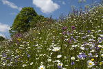 Blumenwiese © Amt d. Stmk. Landesregierung Blumenwiese