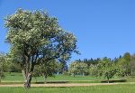 Hirschbirnen Baum