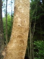 Endstadium: zahlreiche Brutbilder nach Rindenabfall