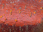 orangerote Pilzfruchtkörper