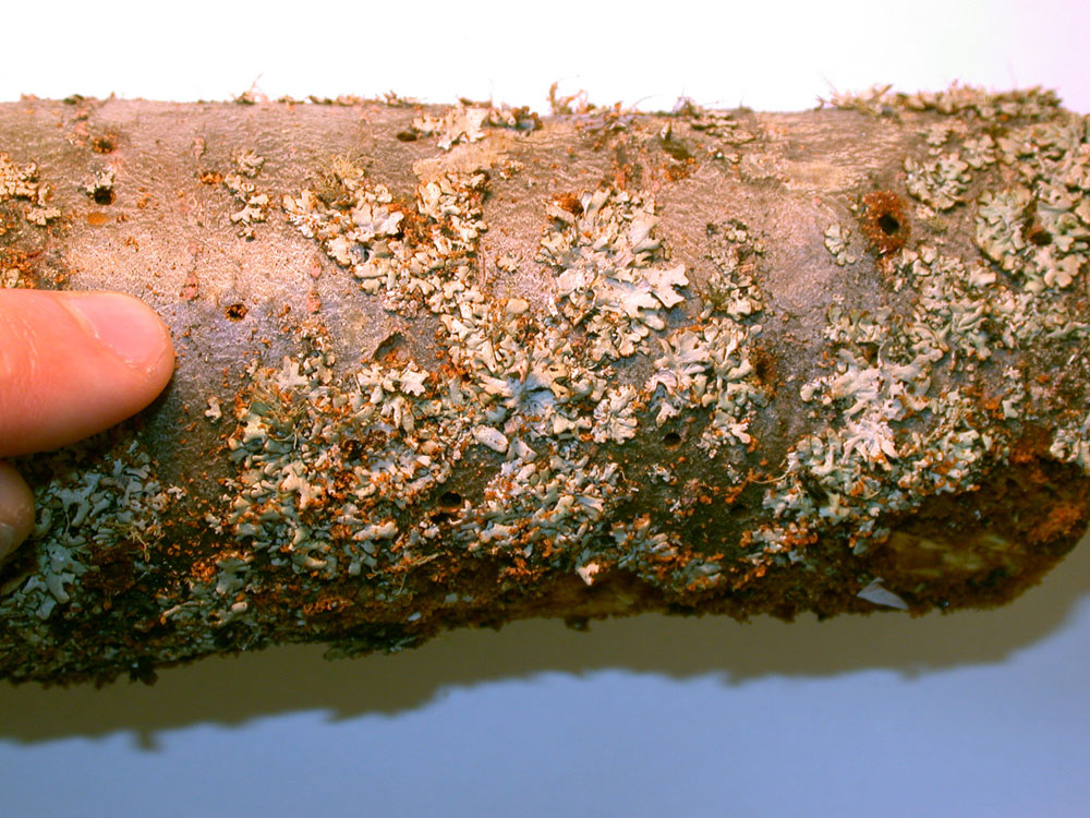 ZIRBE AgrarServer Land Steiermark