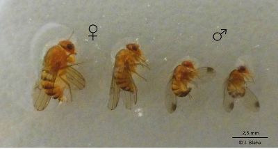 Größenvergleich weiblicher und männlicher Kirschessigfliegen
