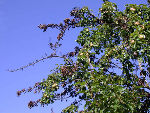 Befallsbild an Birne © LDF