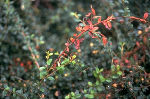 Befallsbild an Cotoneaster