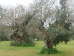 Mit Xf befallener Olivenbaum, Bari (IT)