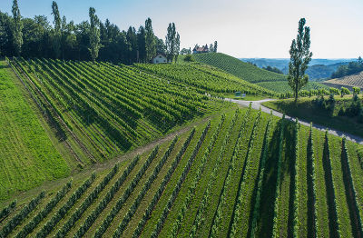 Sorten- Klonenschau © Picfly Sorten- Klonenschau